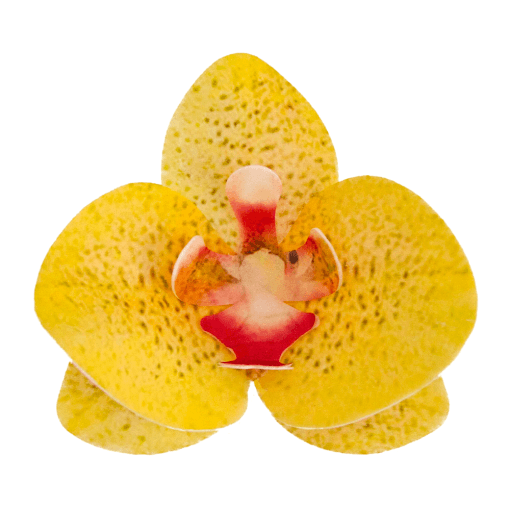 Flores De Oblea Dekora - Orquidea Amarilla